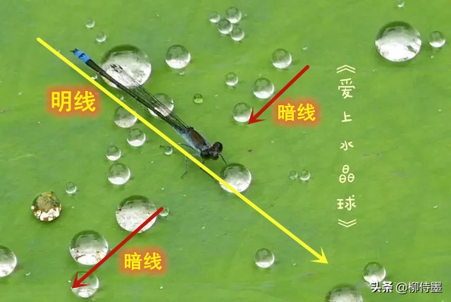 荷花怎么拍出高级感的照片航拍,荷花怎么拍出高级感的照片