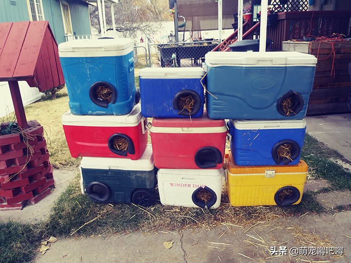 废弃的冷藏箱能做什么？美国一男子给出了答案——流浪猫庇护所