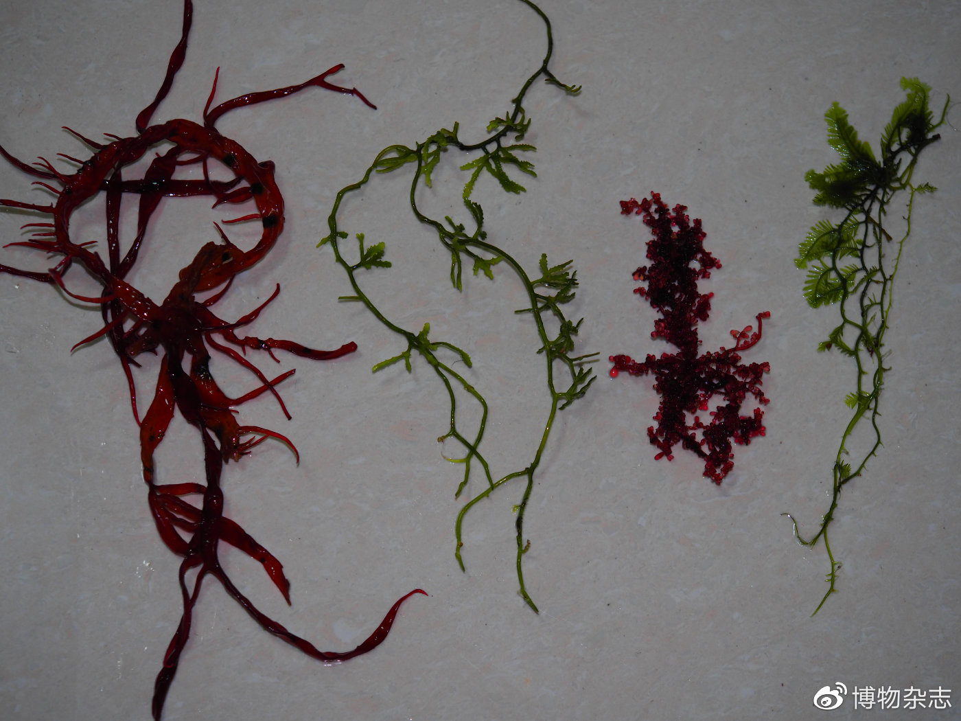 教你做生态鱼缸,教我做生态小鱼缸