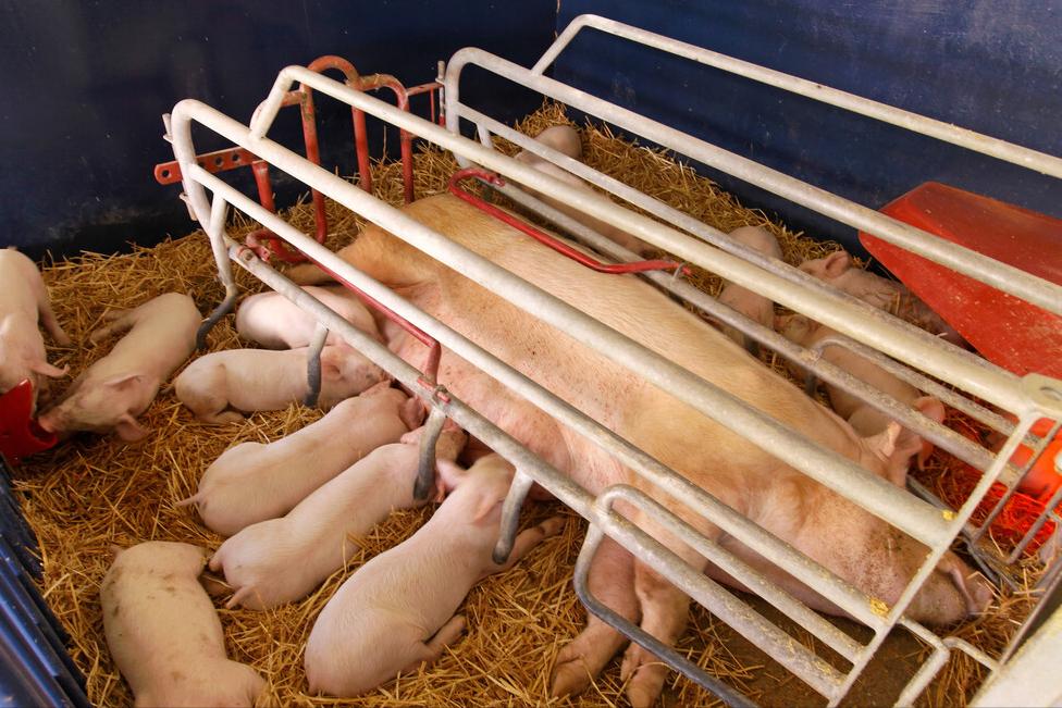 生猪养猪政策有哪些,生猪养殖最新政策