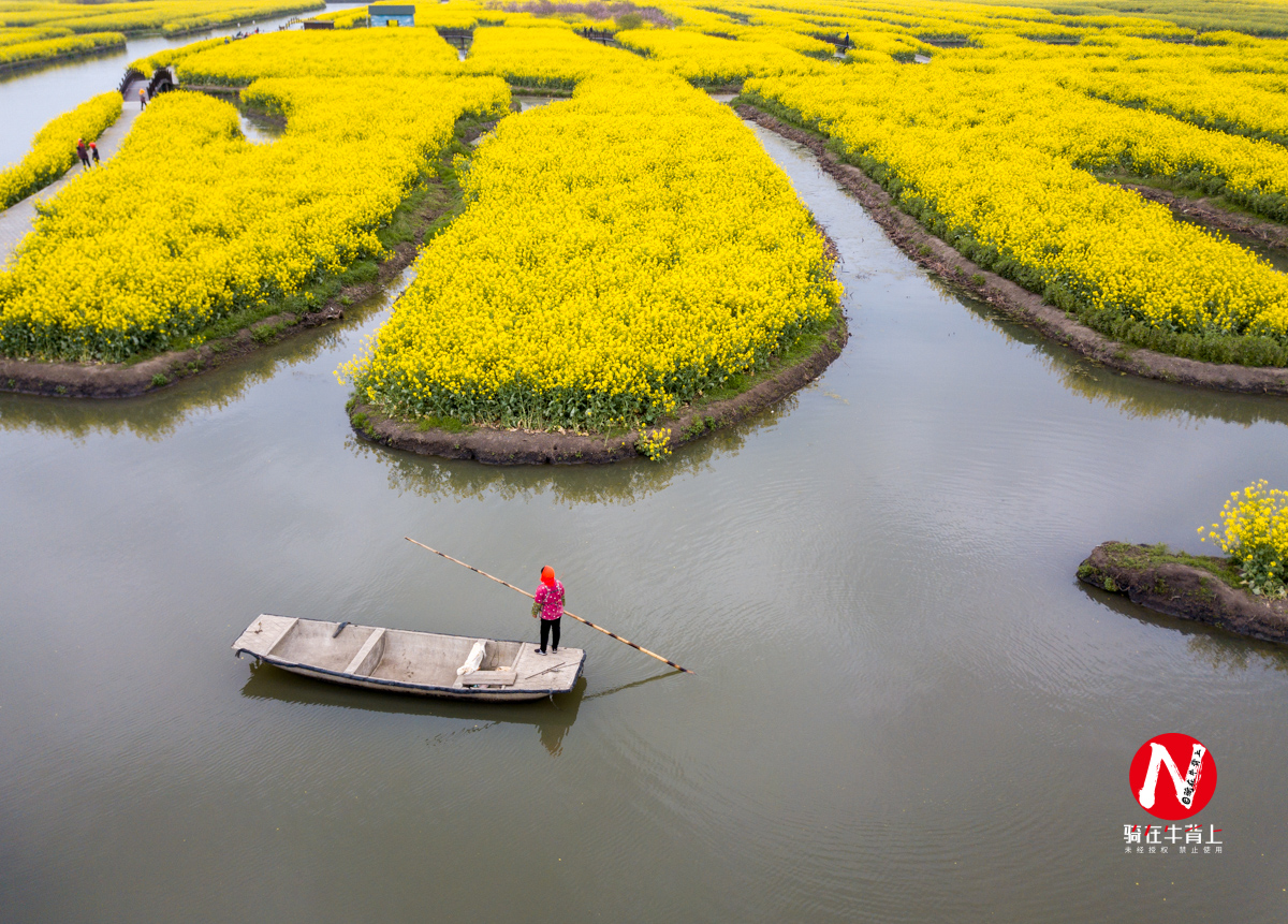 兴化看油菜花一日游,兴化千亩油菜花旅游