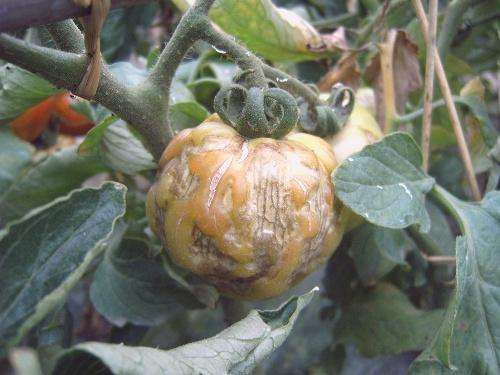 番茄灰叶斑病用哪种杀菌剂,番茄灰叶斑病怎么防活