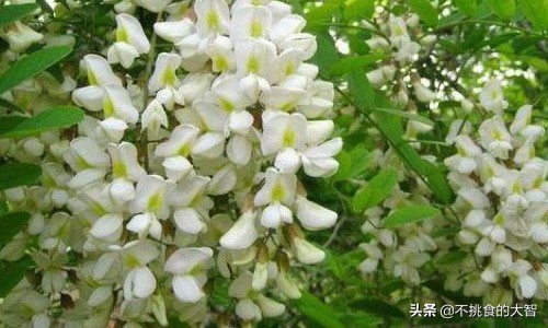 哪些鲜花可以食用,可以吃的鲜花有哪些