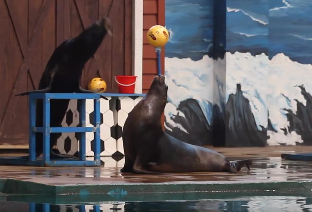 西安圣诞节礼物在哪买,西安圣诞节礼包免费领取