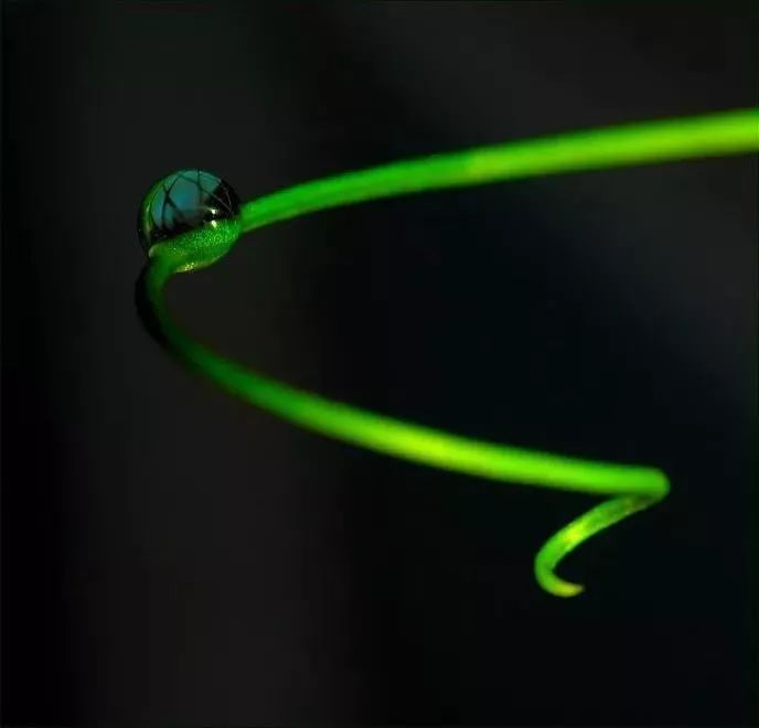 绝美花朵摄影佳作,波兰花朵摄影作品欣赏