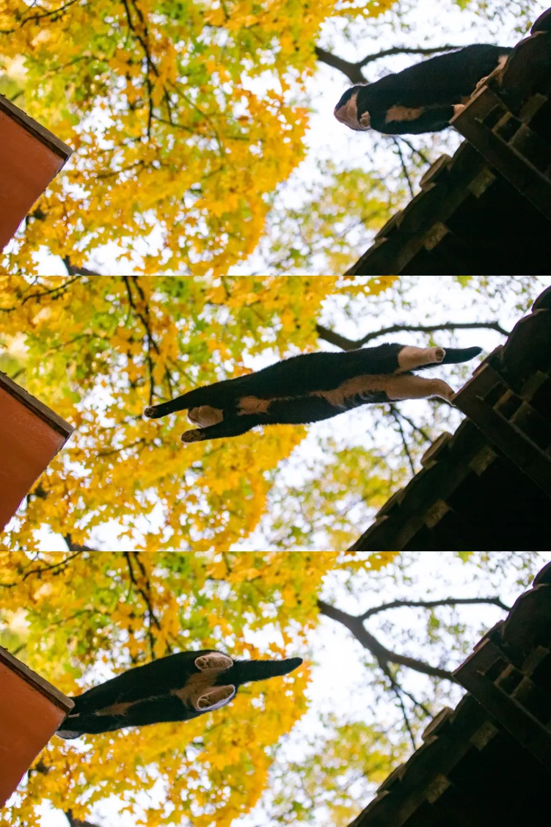 大觉寺里面的猫,大觉寺秋色