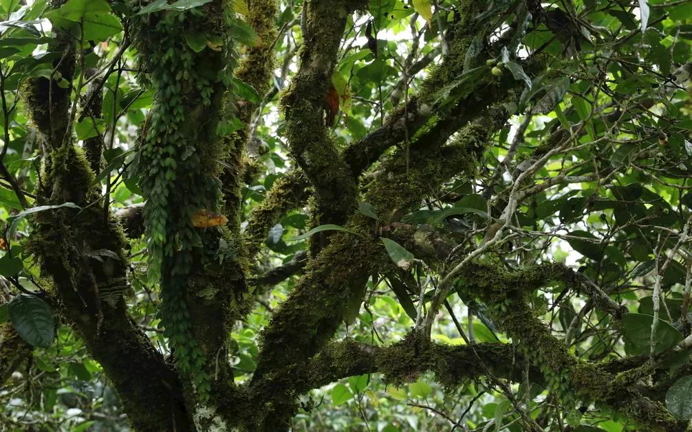 掸邦古茶树,缅甸东枝古树茶树