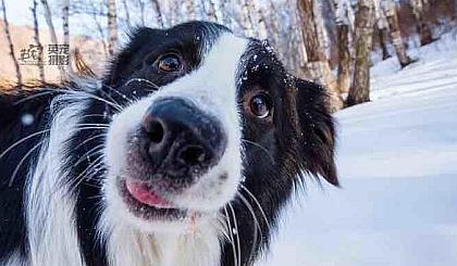 养狗之前看性格,养狗前必看