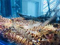 正月十五吃什么？不如带家人一起在兰州享受排挡价位的海鲜大宴吧