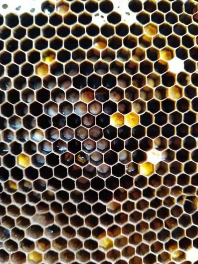 欧幼病、应急烂子、除草剂中毒、大幼虫不封盖病鉴别