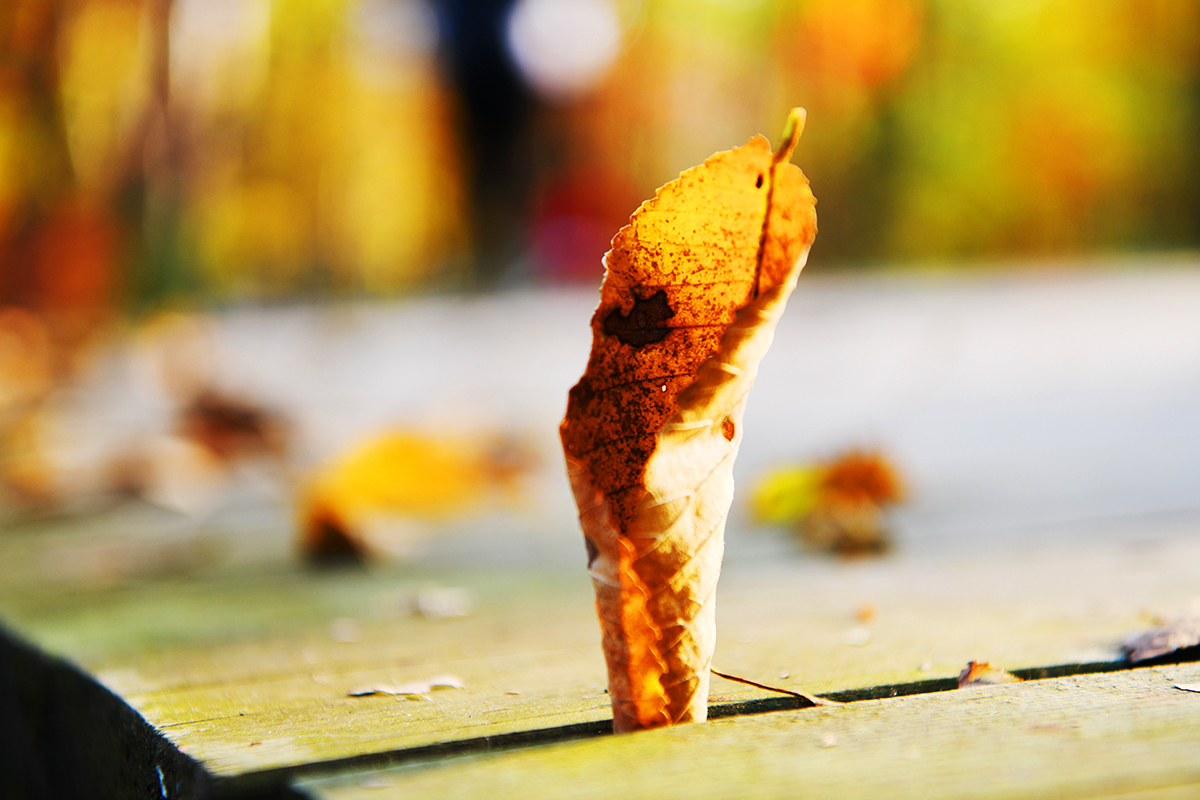 落英缤纷是落花吗,落英缤纷是叶子吗