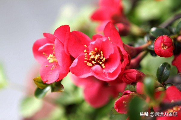 海棠花为何会发生虫害？