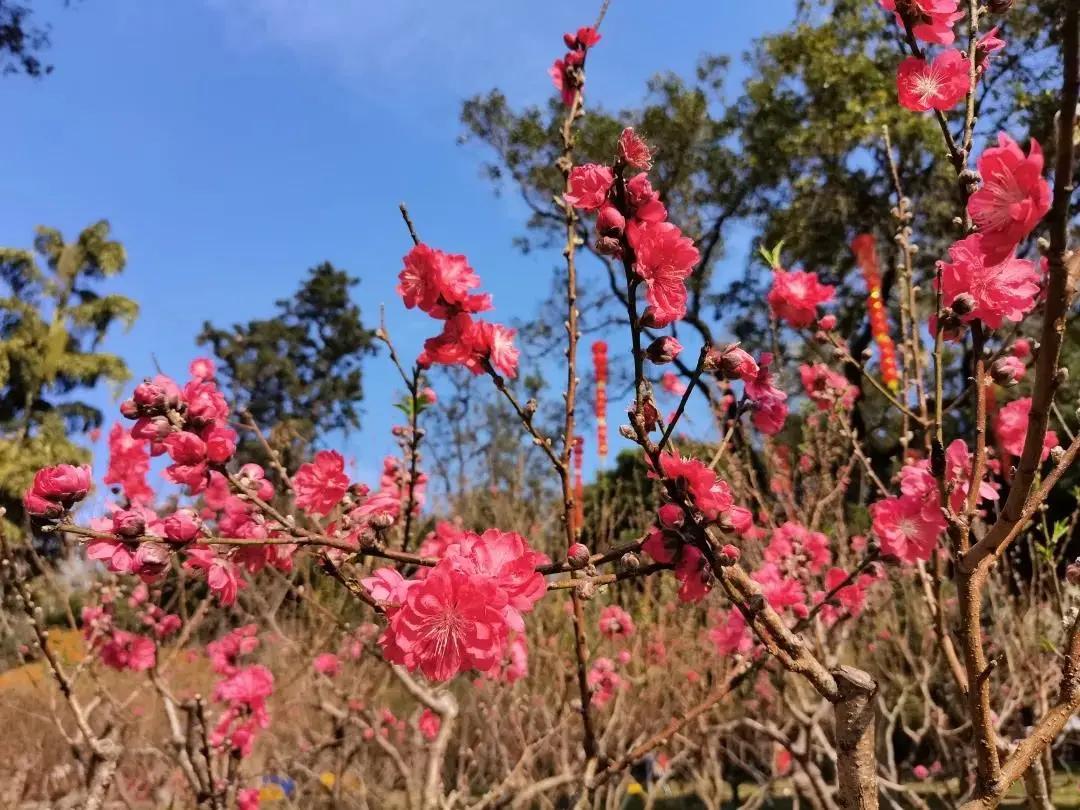 广州现在花开的季节,广州现在什么花开了