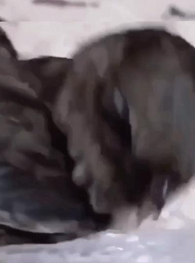 你一定要知道的燕窝小知识,燕窝知识百答之基础篇