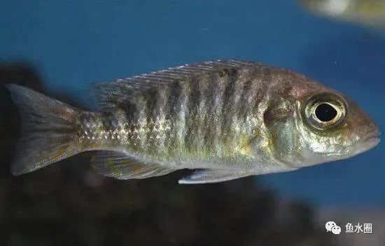 三湖慈鲷马鲷孔雀珍珠系能长多大,三湖慈鲷之孔雀