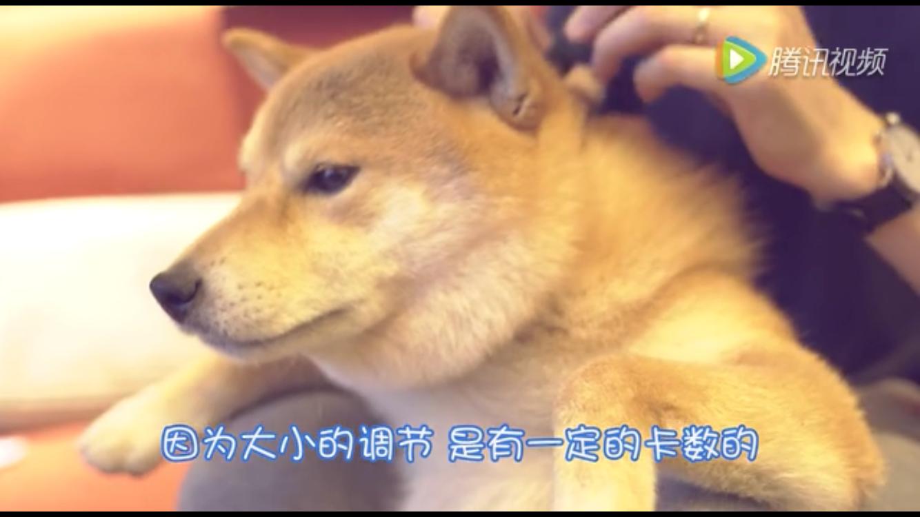 狗狗牵引带,狗狗防爆冲牵引绳怎么佩戴