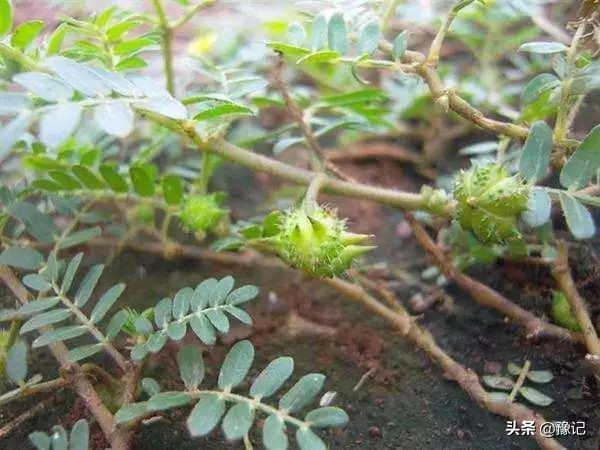 植物大战僵尸守护神器,植物大战僵尸里防盗贼的植物