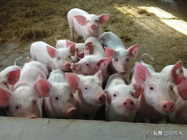 东辛农场2元店,东辛农场大型超市