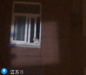 长沙阳光安置小区流浪猫,长沙有流浪猫的小区