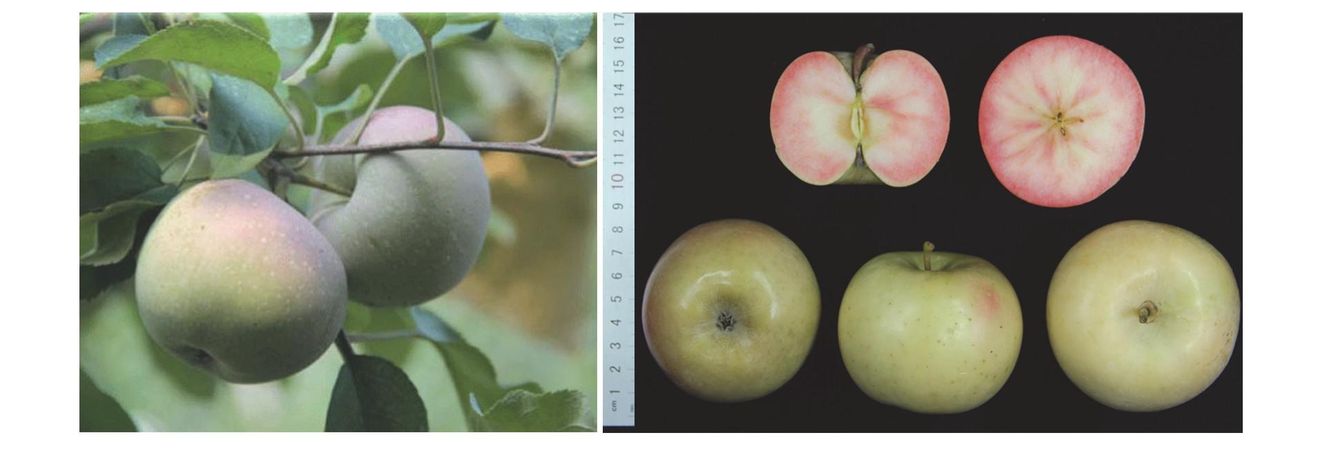 中国最新选育苹果品种,9个品种苹果