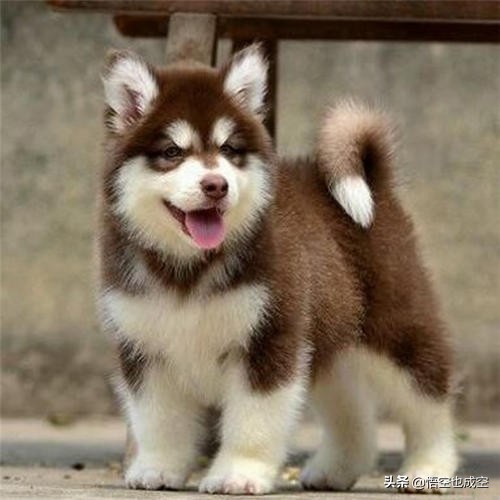 萨摩耶阿拉斯加哈士奇在草原上玩,阿拉斯加哈士奇萨摩耶三傻哪个大
