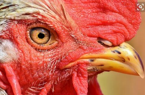 鸡经常生病,鸡老生病怎么办