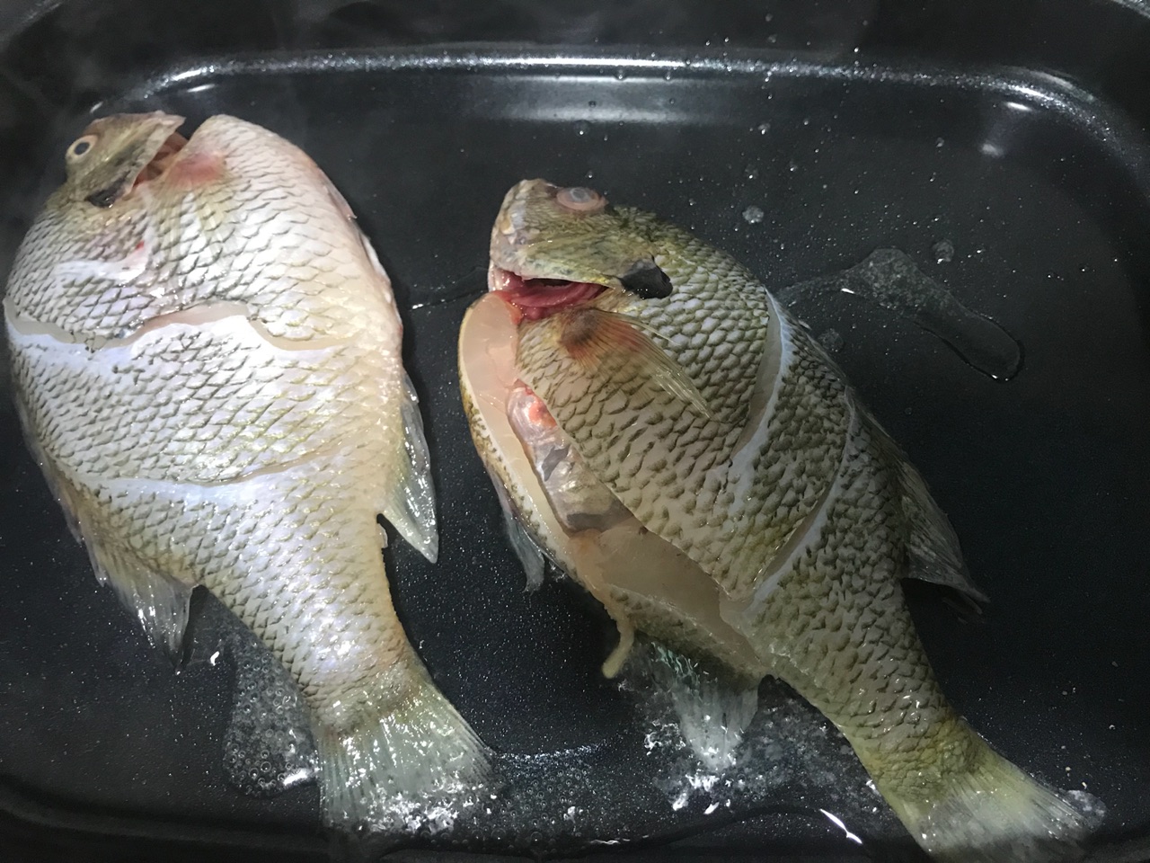 太阳鱼现身四川，钓友不重视还想用锅铲解决，罗非的故事又忘了？