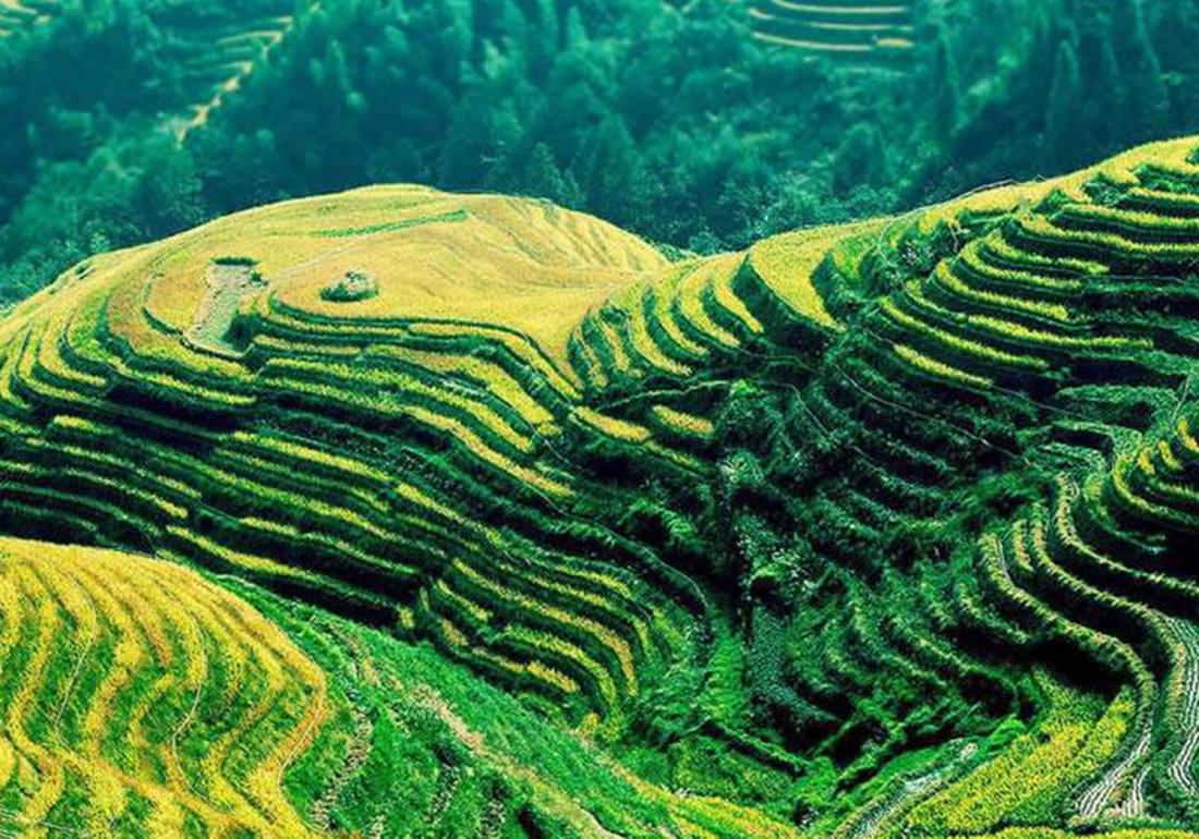 稻田主要杂草的识别与防治有哪些,稻田里有杂草先施肥后除草行吗