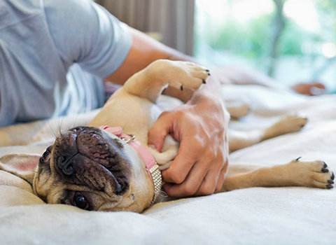 “独家”撸狗真经，你还不学上两招吗？宠主：我都会