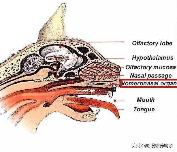 猫的叫声能看出什么,猫的声音叫你好