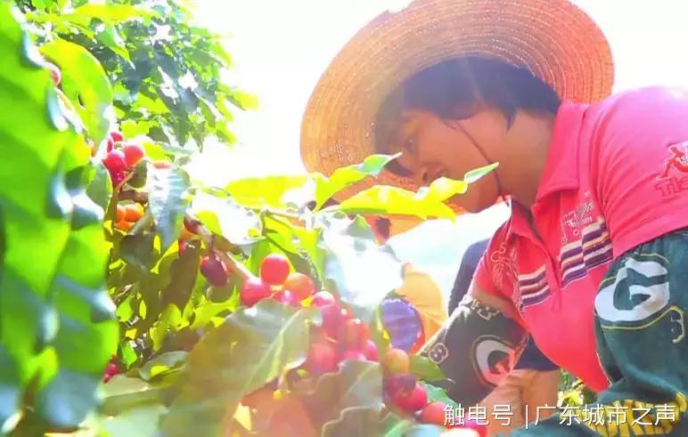 云浮融入广州都市圈,云浮的乡村振兴战略