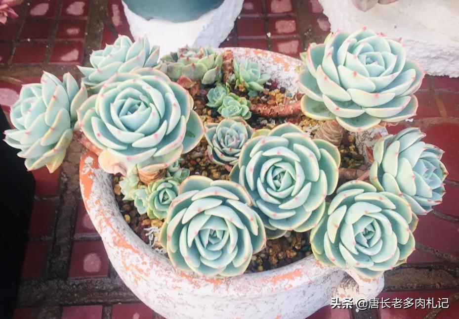 多肉玉蝶底部出现黄叶是怎么回事,多肉玉蝶可以在太阳底下暴晒吗