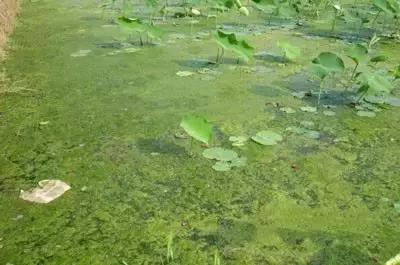 田间杂草认不清来看高清大图,常见田间杂草图片