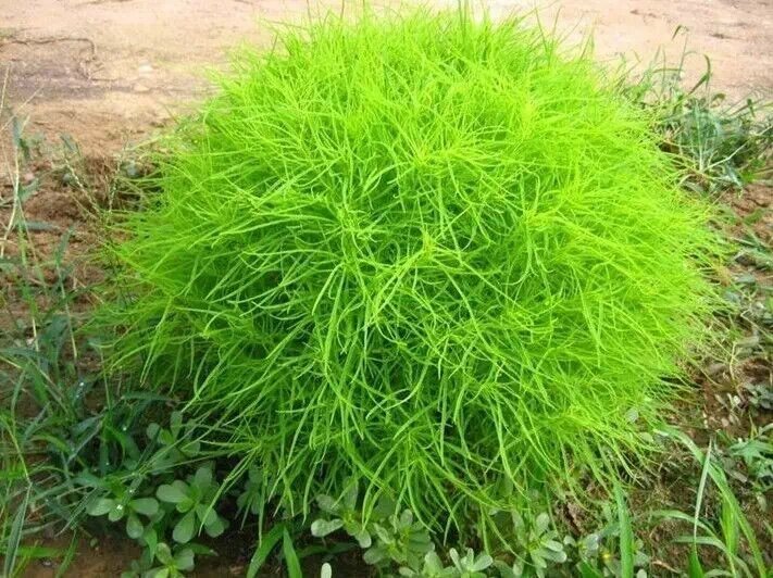 上山挖的野菜又美味又营养,大山里美味的野菜野生药材