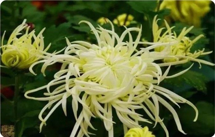 菊花100幅欣赏,菊花的十大绝美诗句