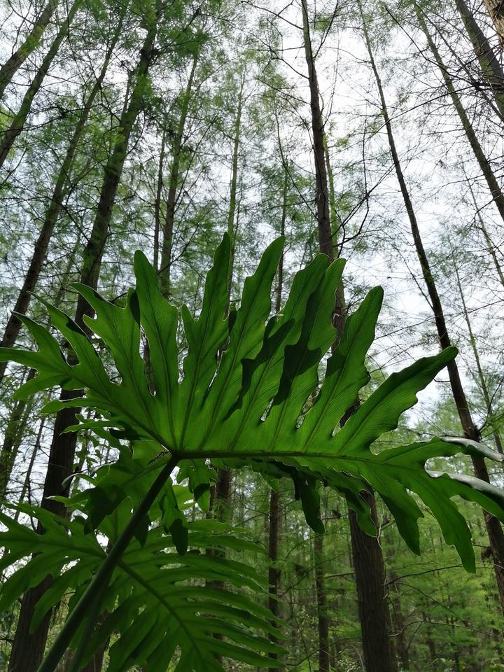 南宁有个“天然氧吧”，藏在狮山公园里，拥有一片绝美的水杉林