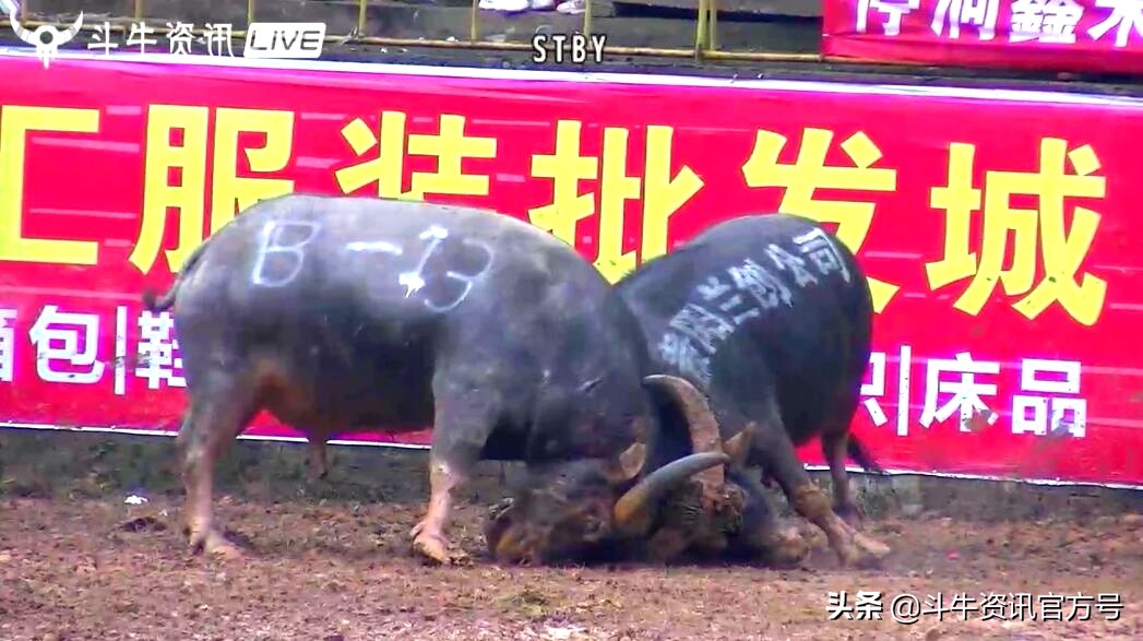 贵州甲定牛王斗牛赛,贵州斗牛牛王争霸赛2021