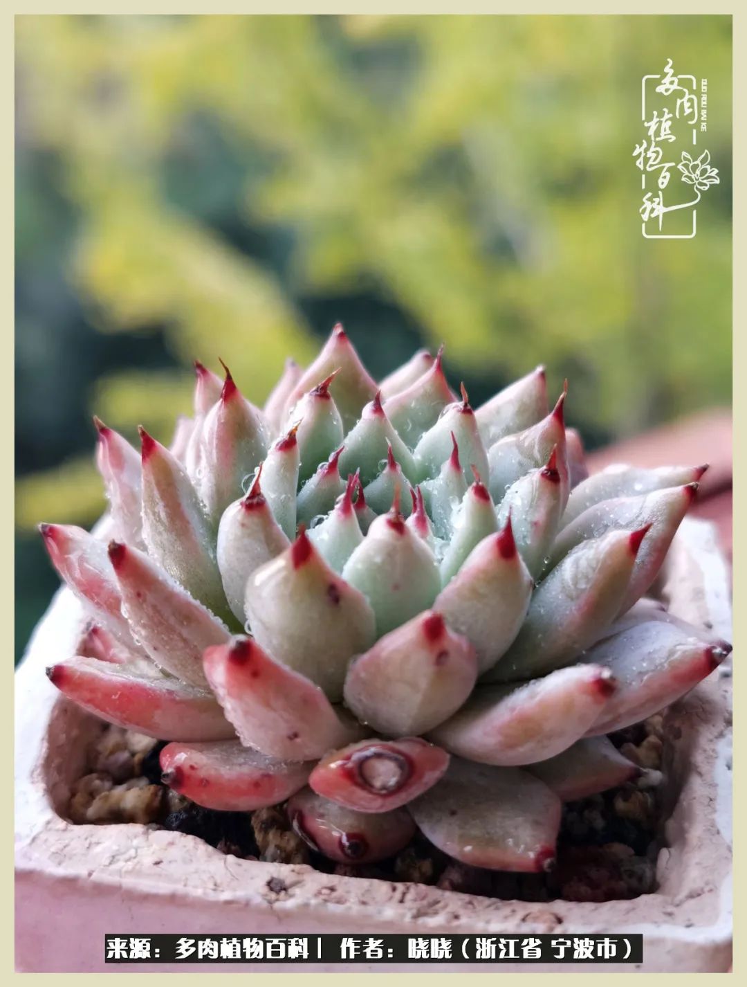 对多肉的热爱深入骨髓,当激情退却希望你依然保持热爱