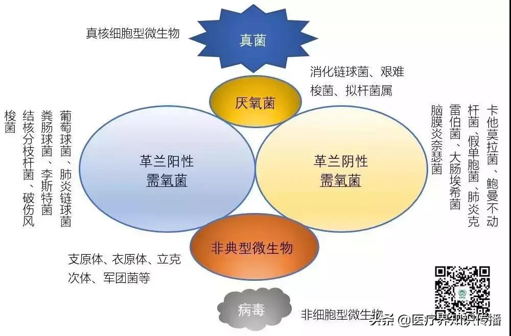 抗菌药谱大全及图片,抗菌谱图解大全