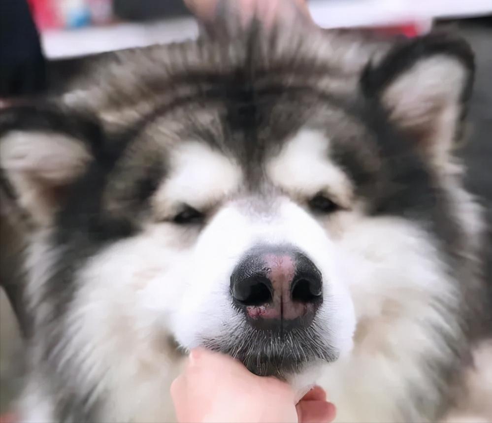 阿拉斯加体臭怎么去除,阿拉斯加怎么去除体臭