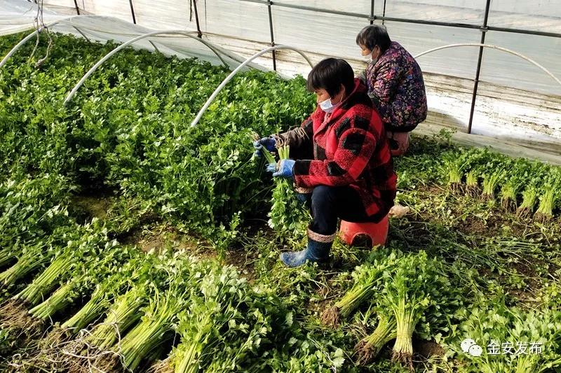 防疫春耕两不误，金安处处有期寄！