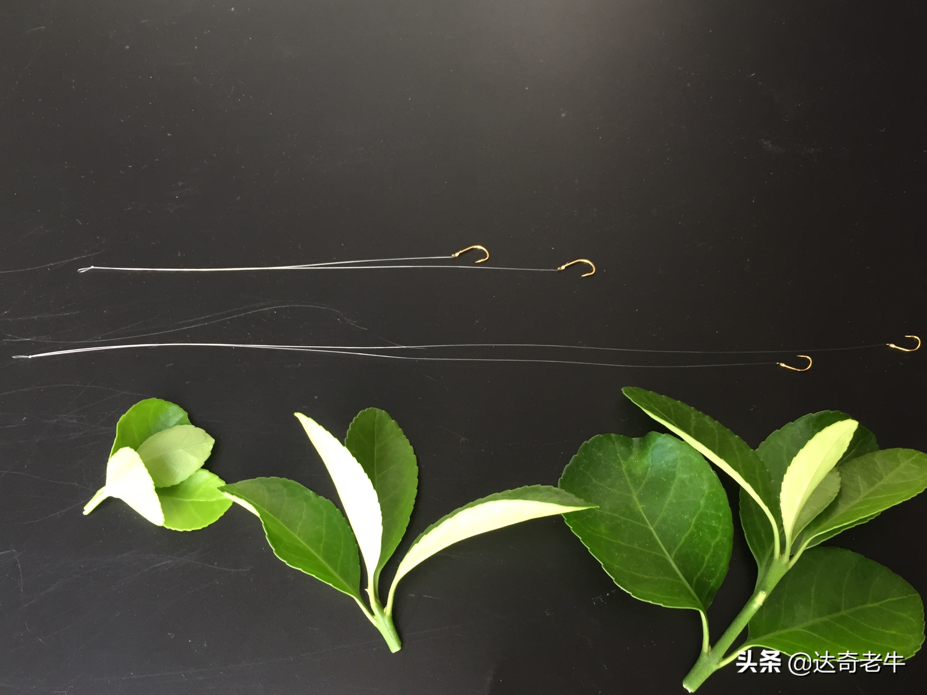 钓鱼子线长了怎么绑短一点,钓鱼各种子线的正确绑法