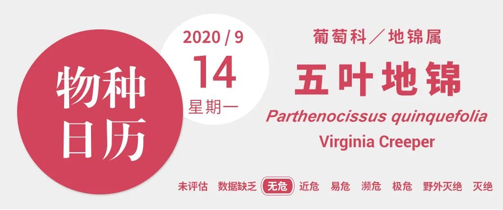 同学们好，今天我们学习的课文是《爬山虎的脚》