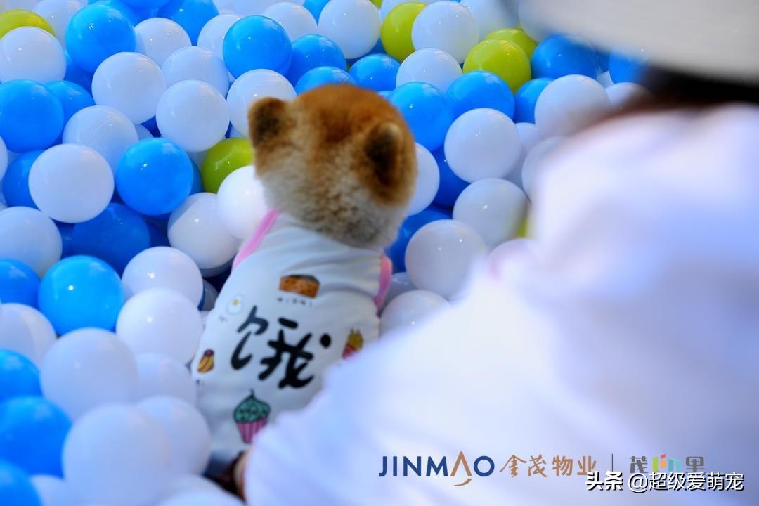 金茂广场萌宠生活节,金茂物业活动