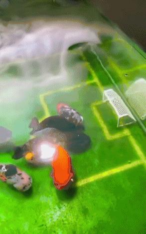 鱼缸造景足球场,把鱼缸改造成花园