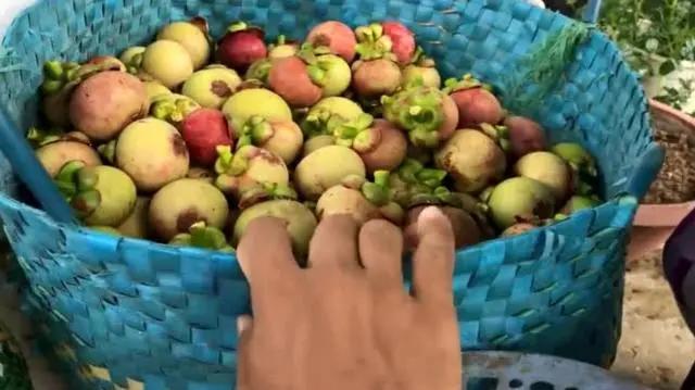 山竹到底是什么水果呢,山竹属于什么类型的水果呢