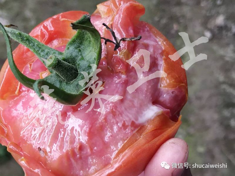 番茄腐烂发臭什么病,番茄腐烂