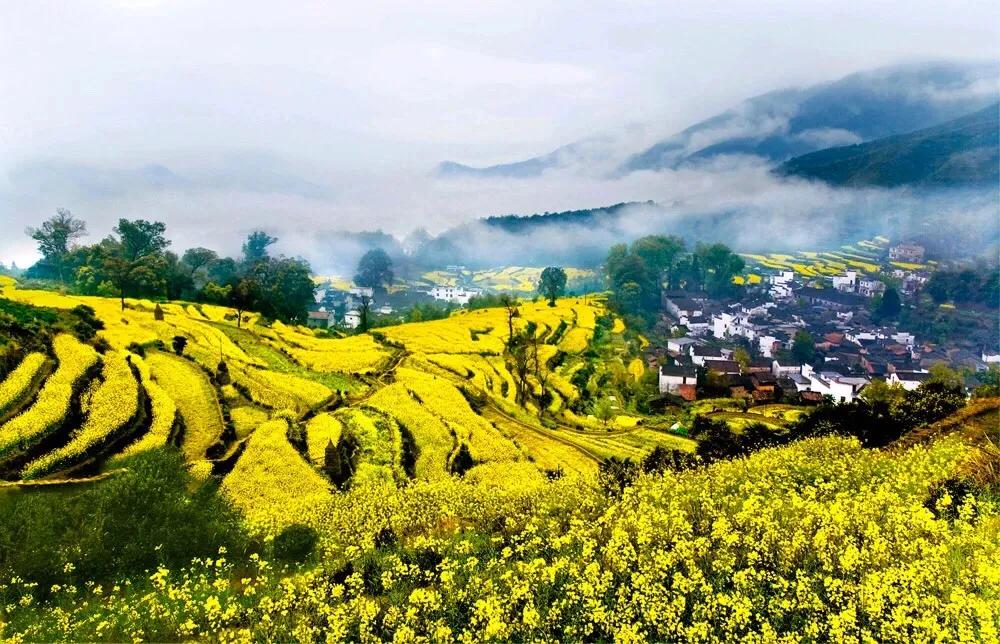 赏油菜花攻略,寻找最美油菜花可去这十大景点