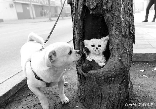 找到自己的树,找树洞的人