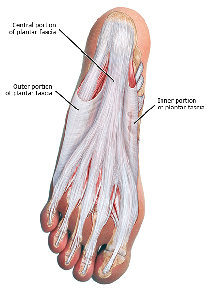 脚底筋膜炎科普知识,筋膜炎专业知识